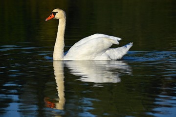 Fototapeta premium Beautifully young swan (Cygnus olor)