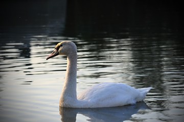 Beautifully young swan (Cygnus olor)