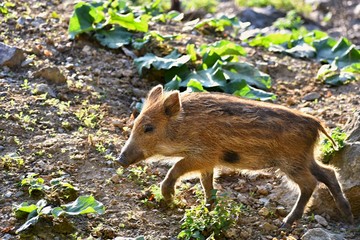 Beautiful little pigs wild in nature. Wild boar. Animal in the forest. Cute young.