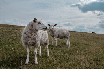 Sheep on Dutch dike