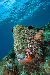 Underwater Landscape