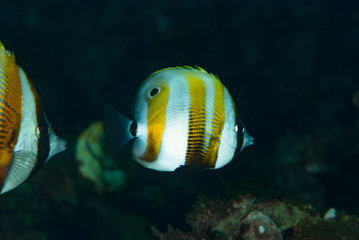 Fototapeta na wymiar Orange-Banded Coralfish Coradion chrysozonus
