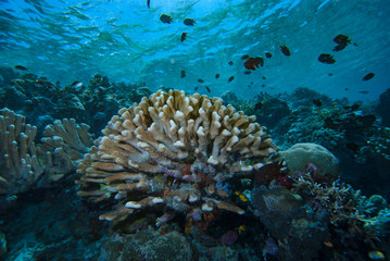 Naklejka na ściany i meble Acropora Coral