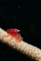 Seapen Crab Porcellanella triloba