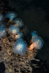 Pedunculate Ascidian Colony