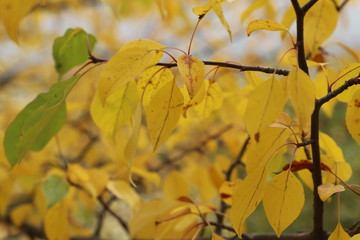 Autumn leaves with blurred trees . Fall background.