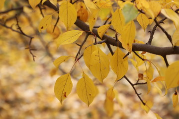 Autumn leaves with blurred trees . Fall background.