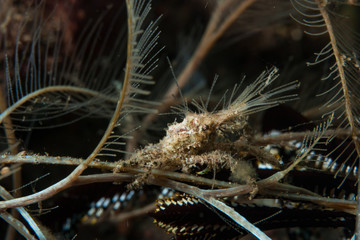 Decorator Crab