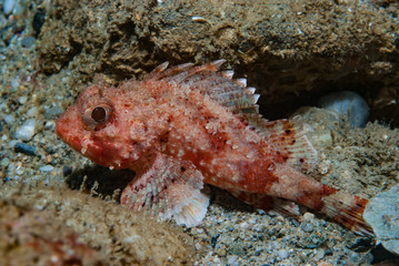 Fototapeta na wymiar Red Scorpionfish Scorpaena scrofa