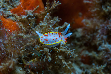 Diaphorodoris papillata Nudibranch