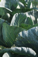 Close up view of cabbage leaves in a garden in autumn sunlight. 