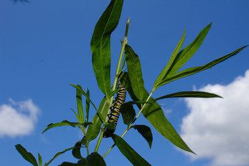 Striped Monarch Butterfly Caterpillar Crawling Across Swap Milkweed Stem Against Bright Blue Summer Sky With White Clouds