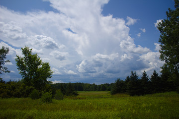 Summer Landscape with Bright Blue Skies and Fluffy White Clouds Over Green Grass Field and Pine and Hardwood Trees