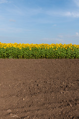 Fototapeta premium Edge of Sunflowers Field