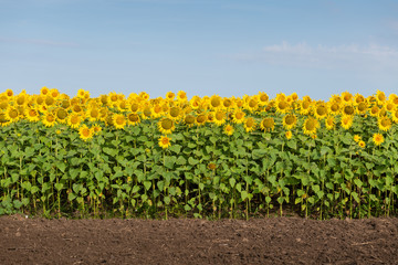 Edge of Sunflowers Field