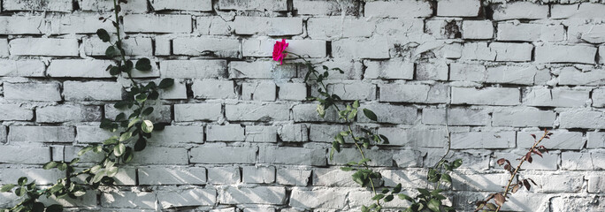 View of roses climbing against an old white painted brick wall with a blooming pink rose flower.