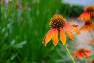 Vibrant Red and Orange Cheyenne Coneflower with Spiky Center in Front of Green Grass
