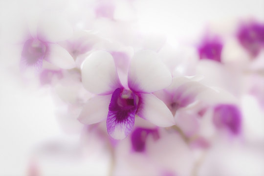 backgroung concept; blurred picture of beautiful delicate orchid flowers shot in soft light