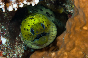 Fimbriated Moray Gymnothorax fimbriatus