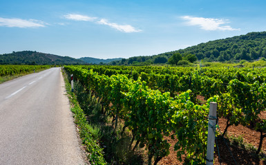 Fototapeta na wymiar Landscape view of beautiful green vineyards in hilly landscape in summer. Island Vis in Croatia, Europe.