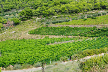 Landscape view of beautiful green vineyards in hilly landscape in summer. Island Vis in Croatia, Europe.
