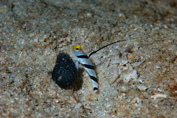 Stonogobiops nematodes Filament-finned prawn-goby