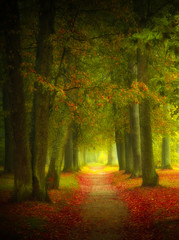 Fototapeta premium autumn forest