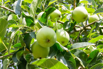 Bunch of green unripened apples on branch with leaves