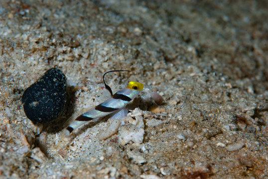 Stonogobiops nematodes Filament-finned prawn-goby