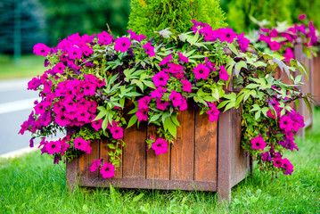 Fototapeta premium Purple petunias grow on flower beds in the city 