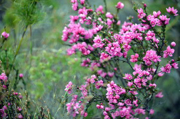 Fototapeta premium Deep pink flowers of the Australian Native Rose, Boronia serrulata, family Rutaceae, Royal National Park, Sydney, NSW, Australia. Spring flowering. Copy space for text.