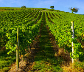 Fototapeta na wymiar View of vineyards landscape in Getaria, Basque Country