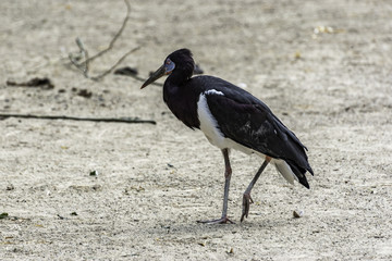 walking bird