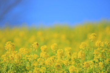 菜の花畑