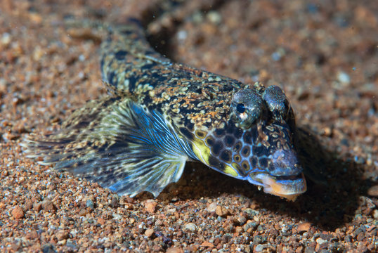 Grubfish Parapercis sp.