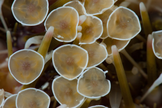 Toxopneustes pileolus details