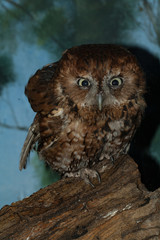 The Owl