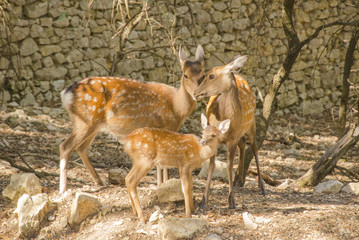 Family of deers in the nature in a park neer Montpellier