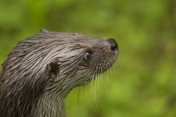 Close up Cute otter Lutra lutra on the great stone with brown wet fur looking at something. Wildlife picture of wild endangered animal in nature habitat. 