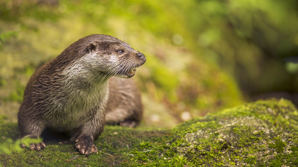 Close up Cute otter Lutra lutra on the great stone with brown wet fur looking at something. Wildlife picture of wild endangered animal in nature habitat. 