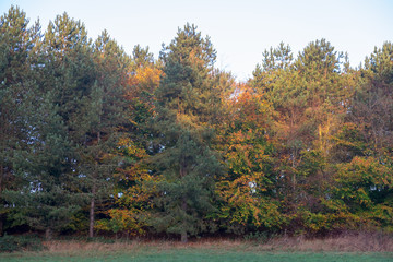 Obraz premium Misty morning in the English countryside in the autumn