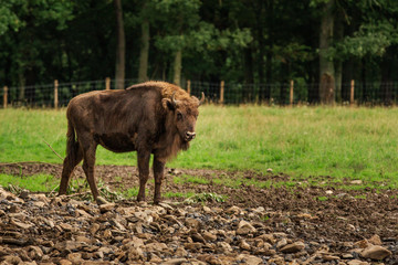 A male european bison (wisent) standing in a meadow in the Belgian Ardennes