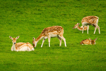 Young fallow deer calves (cervus dama / dama dama) in a green meadow in summer