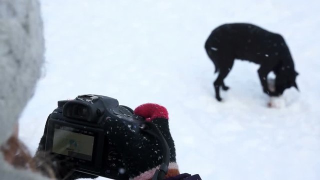Girl taking pictures of a dog