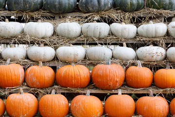 background from autumn harvested pumpkins