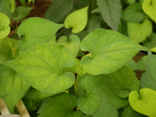 Fototapeta na wymiar green plant nature background,leaf