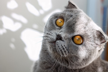 great grey cat
