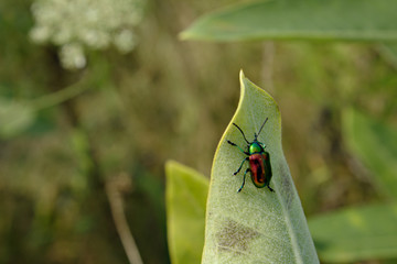 Metallic Green Purple and Red Beetle Sitting on a Milkweed Leaf