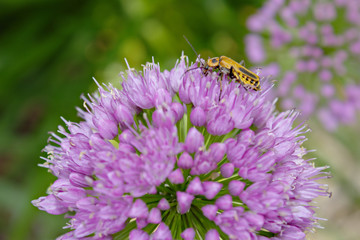 Striped Yellow and Black Beetle Pollinating Ornamental Onion Purple Allium Flower