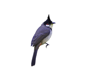 Red-whiskered bulbul or Pycnonotus jocosus, beautiful bird perching on white blackground in Northern Thailand and clipping path.